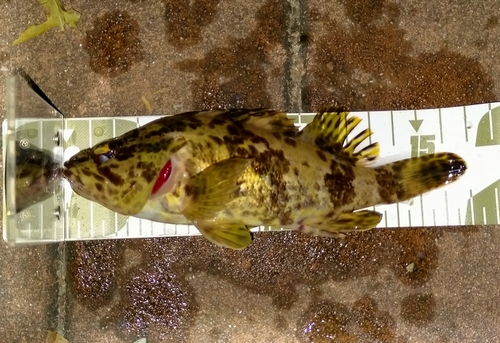 タケノコメバルの釣果