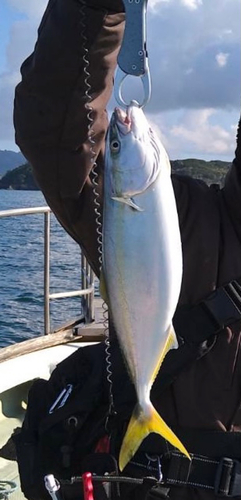 カンパチの釣果