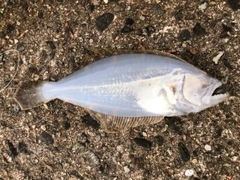 ヒラメの釣果