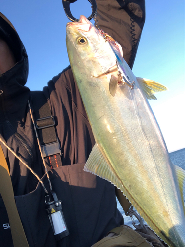 イナダの釣果