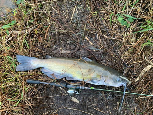 アメリカナマズの釣果