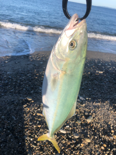 イナダの釣果