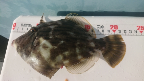 カワハギの釣果