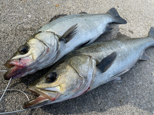 シーバスの釣果