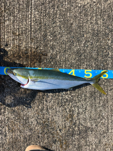 メジロの釣果