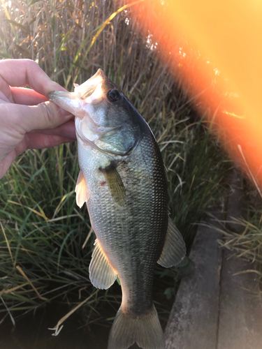 ラージマウスバスの釣果