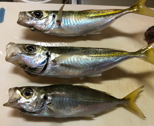 アジの釣果