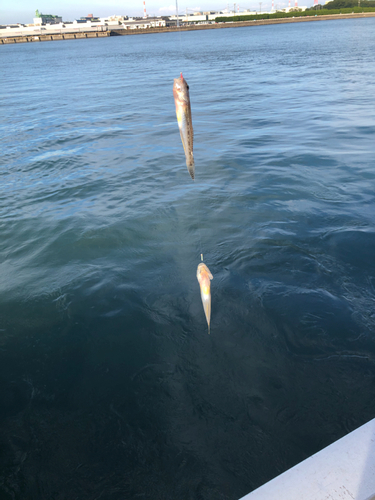 ハゼの釣果