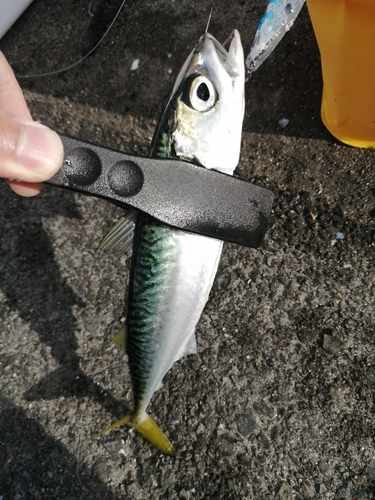 サバの釣果