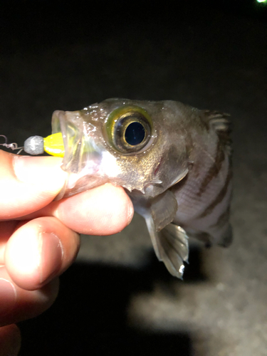 シロメバルの釣果