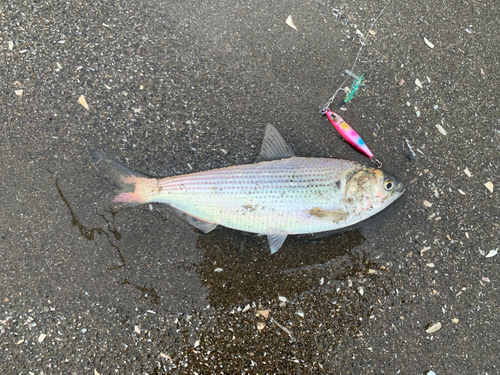 コノシロの釣果