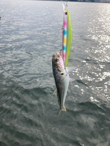 コノシロの釣果