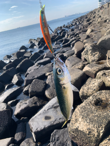 サバの釣果