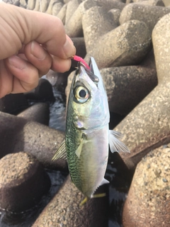 サバの釣果