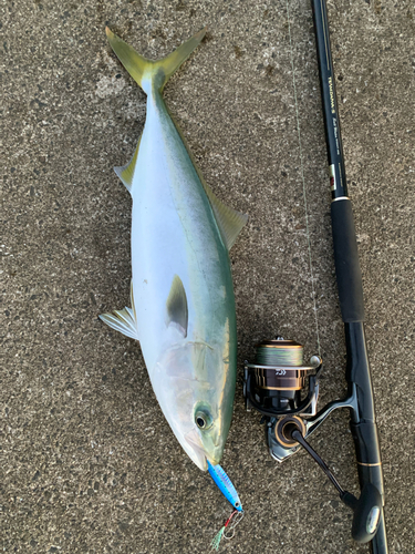 ハマチの釣果