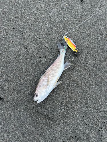 イシモチの釣果