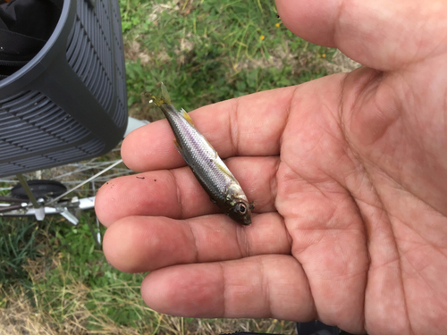 カワムツの釣果