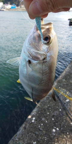 ギンガメアジの釣果