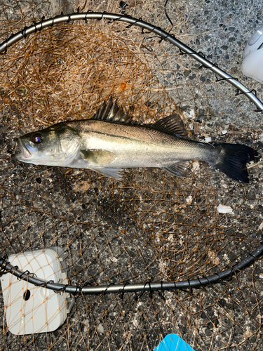 セイゴ（タイリクスズキ）の釣果