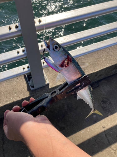 サバの釣果