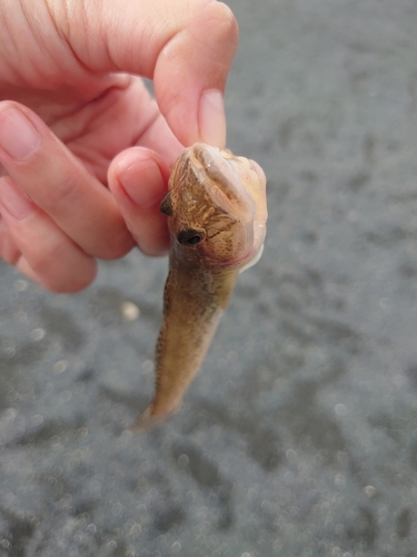 ハゼの釣果