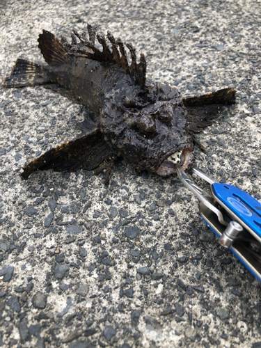 オニオコゼの釣果