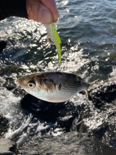 コノシロの釣果