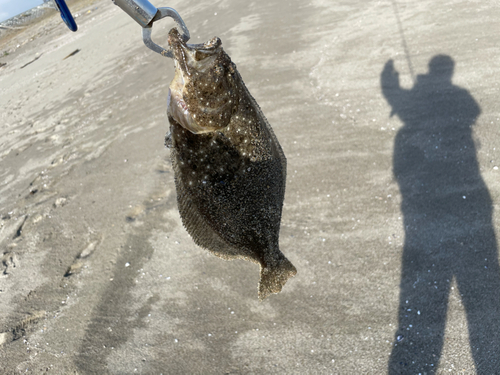 ソゲの釣果