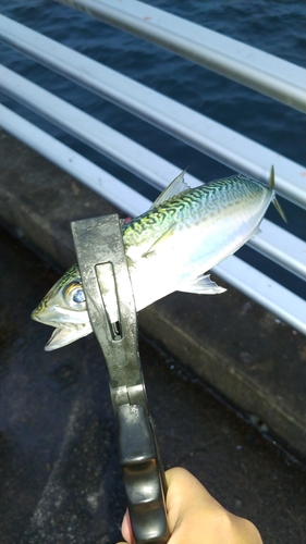 サバの釣果