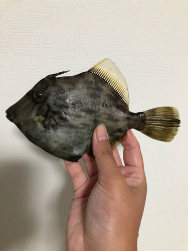 カワハギの釣果