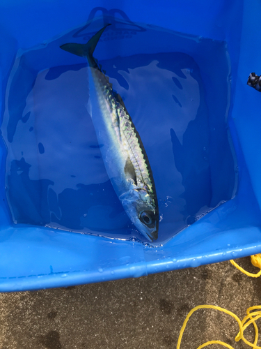 サバの釣果