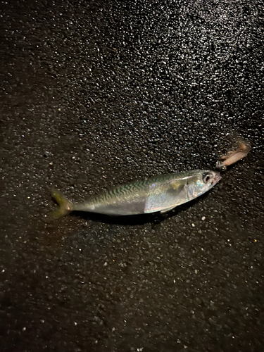 サバの釣果