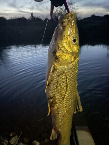 ニゴイの釣果