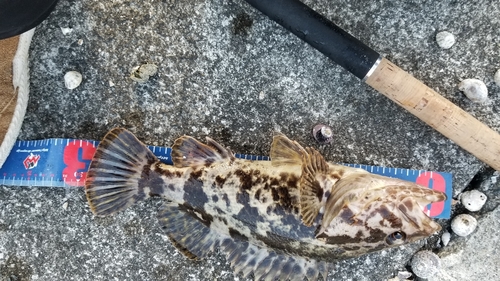 タケノコメバルの釣果