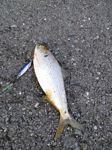 コノシロの釣果