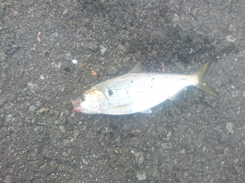 コノシロの釣果