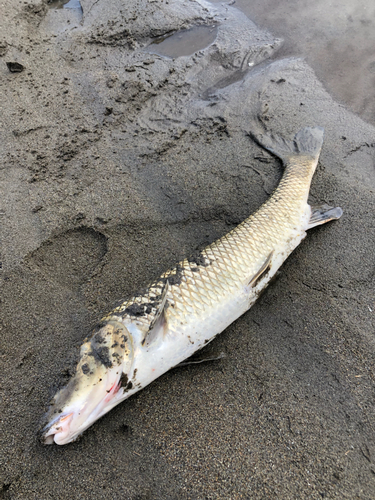 ニゴイの釣果