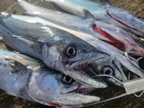 サゴシの釣果