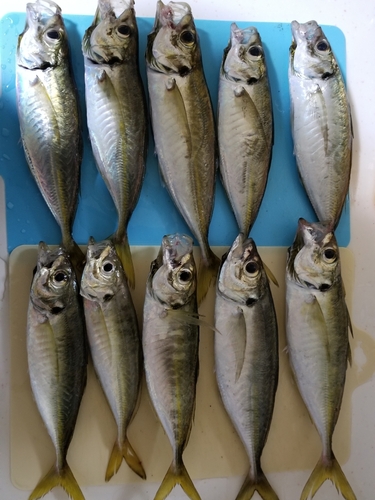 アジの釣果