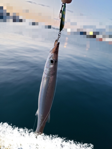 カマスの釣果