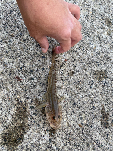 シャコの釣果