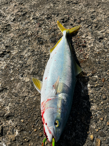 イナダの釣果