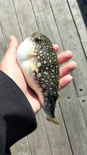 コモンフグの釣果