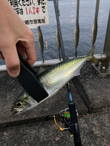 サバの釣果