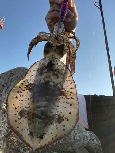 アオリイカの釣果