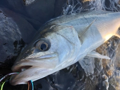 フッコ（マルスズキ）の釣果