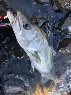 フッコ（マルスズキ）の釣果