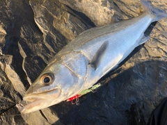 フッコ（マルスズキ）の釣果