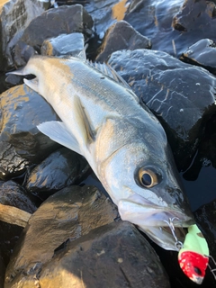 フッコ（マルスズキ）の釣果