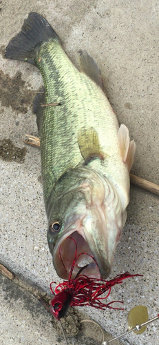 ブラックバスの釣果